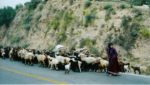 21/30 - Qashqa'i-nomaden die Zagrosgebergte doorsteken in omgeving van Firuzabad